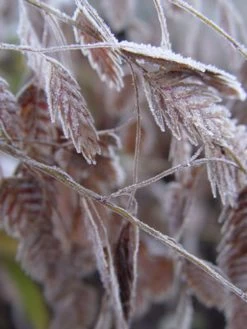 Northern Sea Oats Grass -Garden Plant Store DETA3 345 79952.1648316977