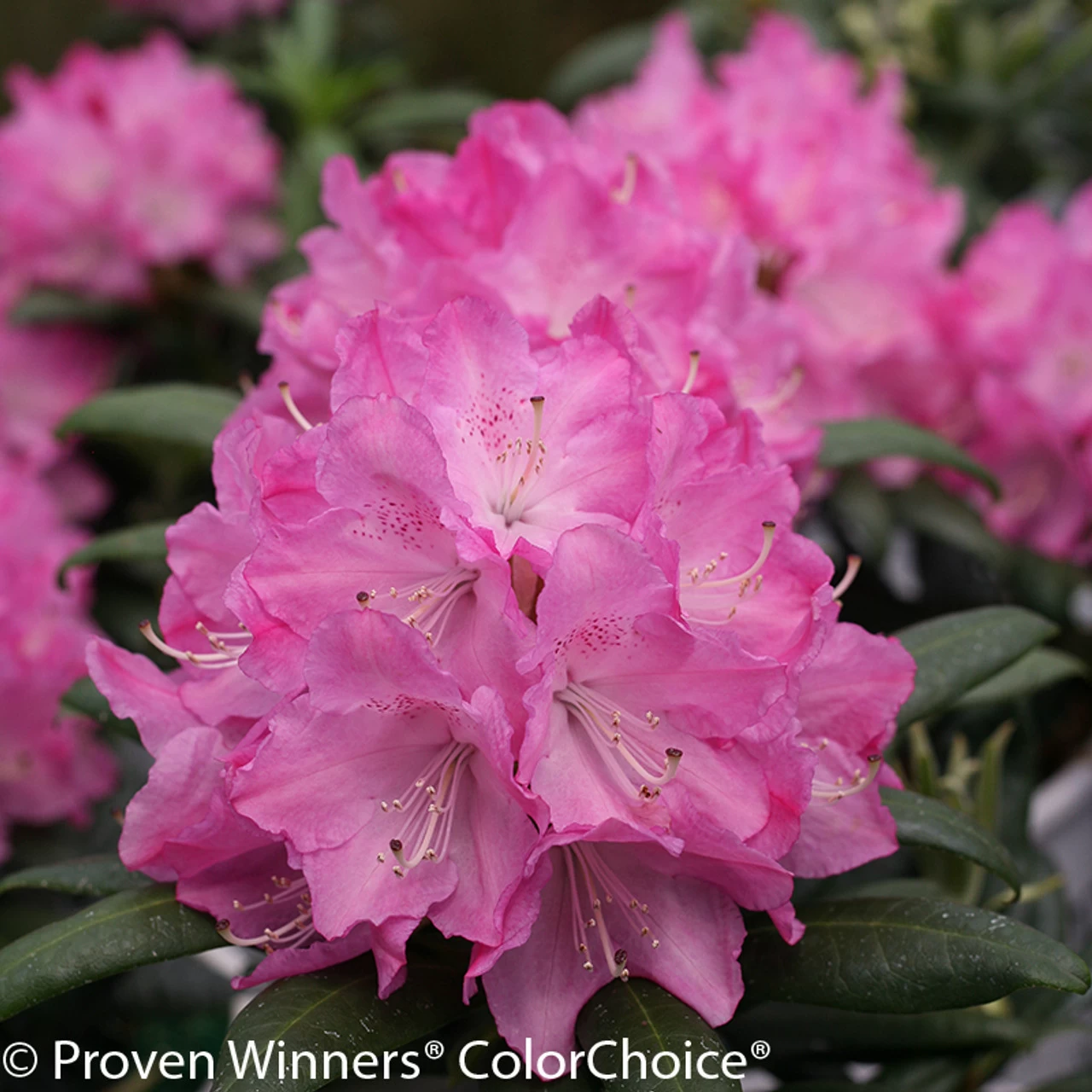 Dandy Man Pink Rhododendron 3 Dandy Man Pink Rhododendron