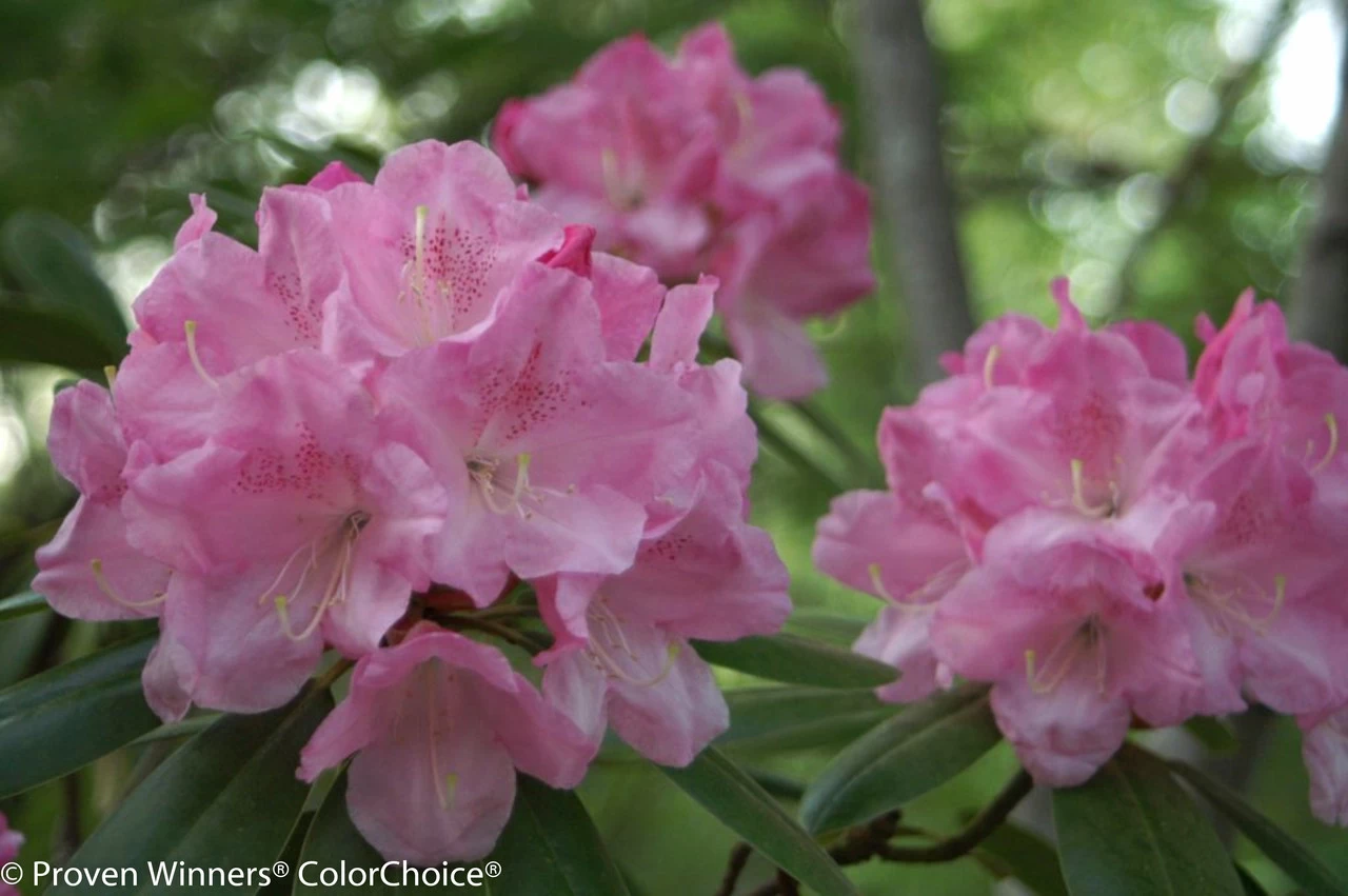 Dandy Man Pink Rhododendron 4 Dandy Man Pink Rhododendron - Image 2