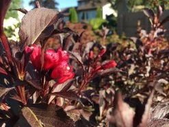 Electric Love® Weigela -Garden Plant Store Dark Foliage on Electric Love Weigela Shrub 21647.1650553315