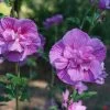 Dark Lavender Chiffon® Rose Of Sharon -Garden Plant Store Dark Lavender Chiffon Rose of Sharon flowers colseup 41369.1611604983