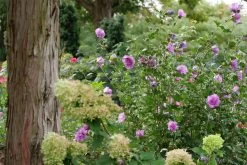 Dark Lavender Chiffon® Rose Of Sharon -Garden Plant Store Dark Lavender Chiffon Rose of Sharon foliage and flowers 13053.1611604992