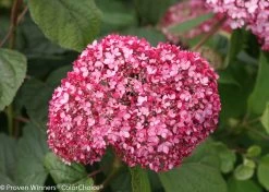 Invincibelle® Spirit II Hydrangea -Garden Plant Store Dark Pink Invincibelle Spirit II Hydrangea Flower 20769.1518579546