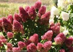 Zinfin Doll® Hydrangea -Garden Plant Store Dark Pink Zinfin Doll Hydrangea Blooms 85099.1518387170