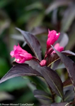 Spilled Wine® Weigela -Garden Plant Store Dark Purple Spilled Wine Weigela Foliage 42833.1523226299