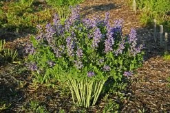 Decadence® Blueberry Sundae False Indigo 13 Decadence® Blueberry Sundae False Indigo -Garden Plant Store Decadence Blueberry Sundae False Indigo in Landscaping 63235.1551235744