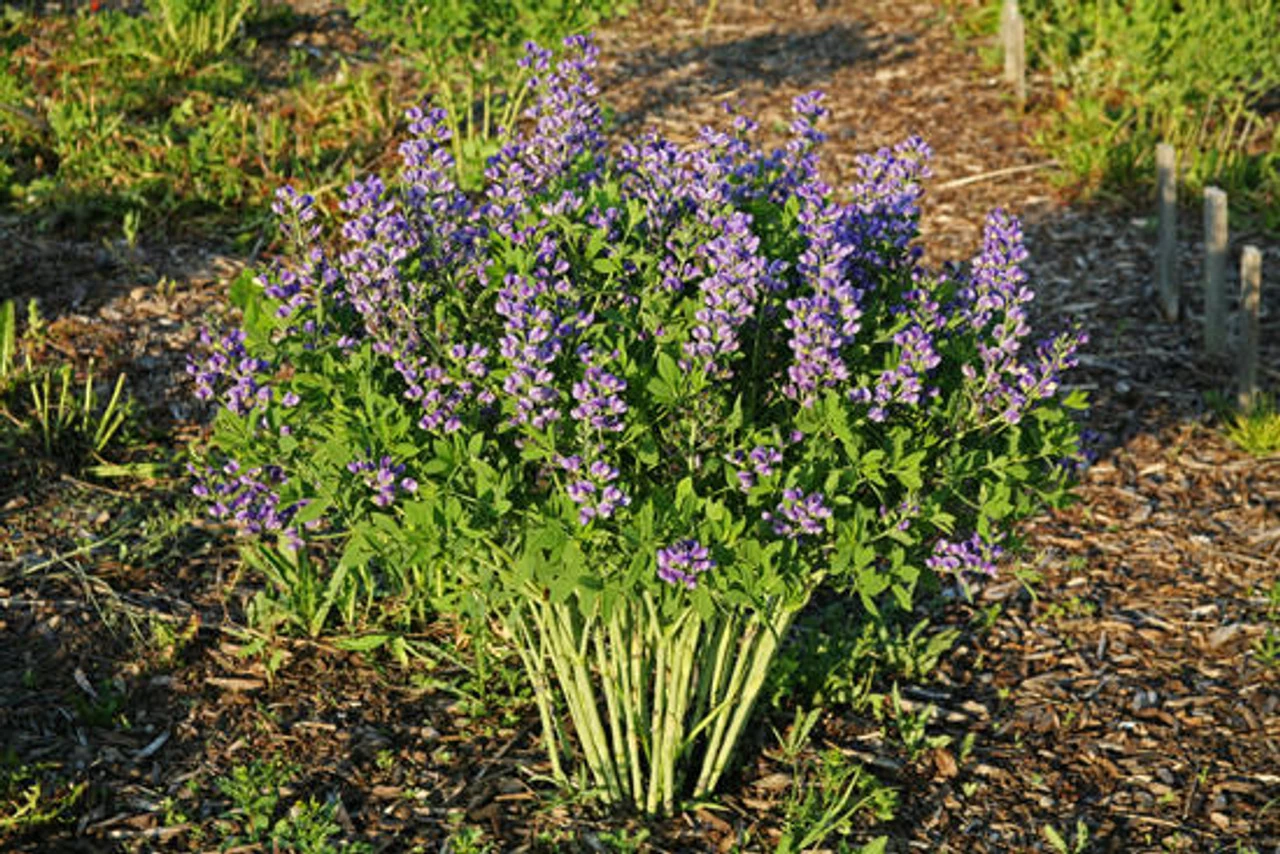 Decadence® Blueberry Sundae False Indigo 6 Decadence® Blueberry Sundae False Indigo - Image 4
