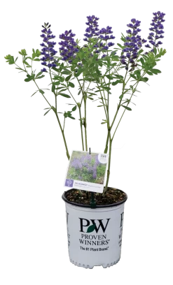 Decadence® Blueberry Sundae False Indigo 17 Decadence® Blueberry Sundae False Indigo -Garden Plant Store Decadence Blueberry Sundae False Indigo in Proven Winners Pot 20702.1551416729