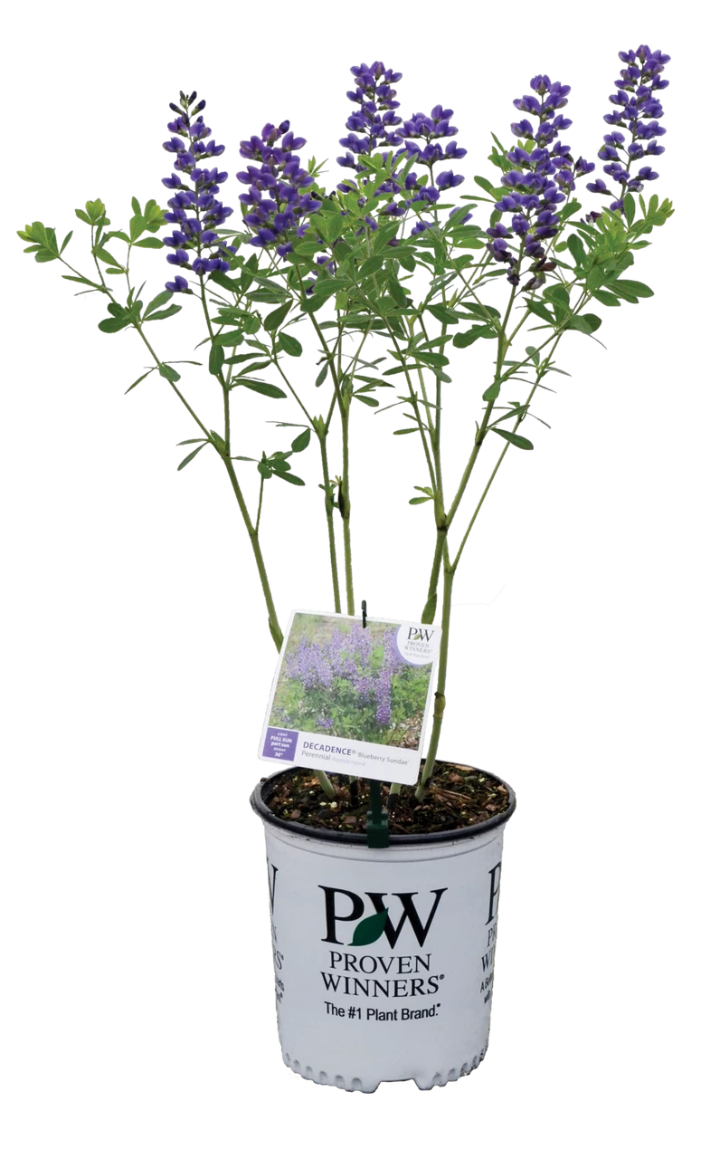 Decadence® Blueberry Sundae False Indigo 10 Decadence® Blueberry Sundae False Indigo - Image 8