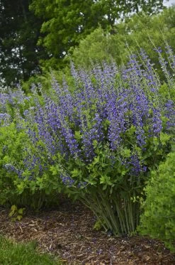 Decadence® Blueberry Sundae False Indigo 16 Decadence® Blueberry Sundae False Indigo -Garden Plant Store Decadence Blueberry Sundae False Indigo with Blue Blooms 1 57556.1551416729