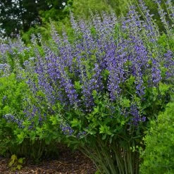 Decadence® Blueberry Sundae False Indigo
