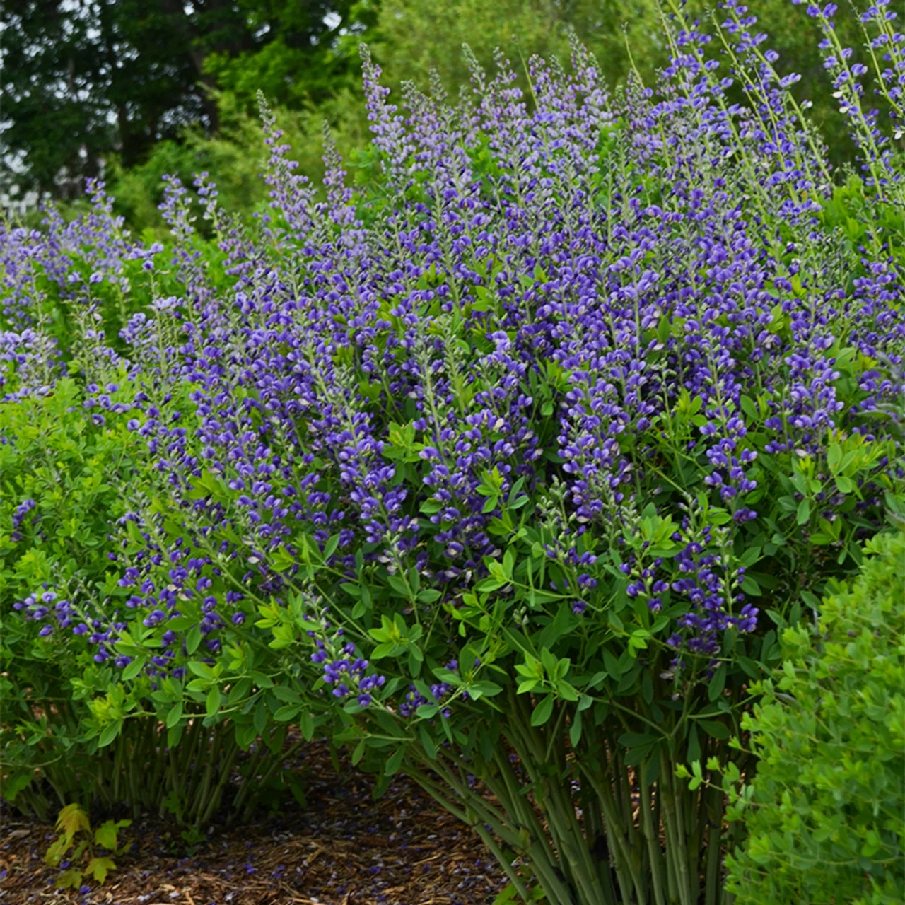 Decadence® Blueberry Sundae False Indigo 3 Decadence® Blueberry Sundae False Indigo