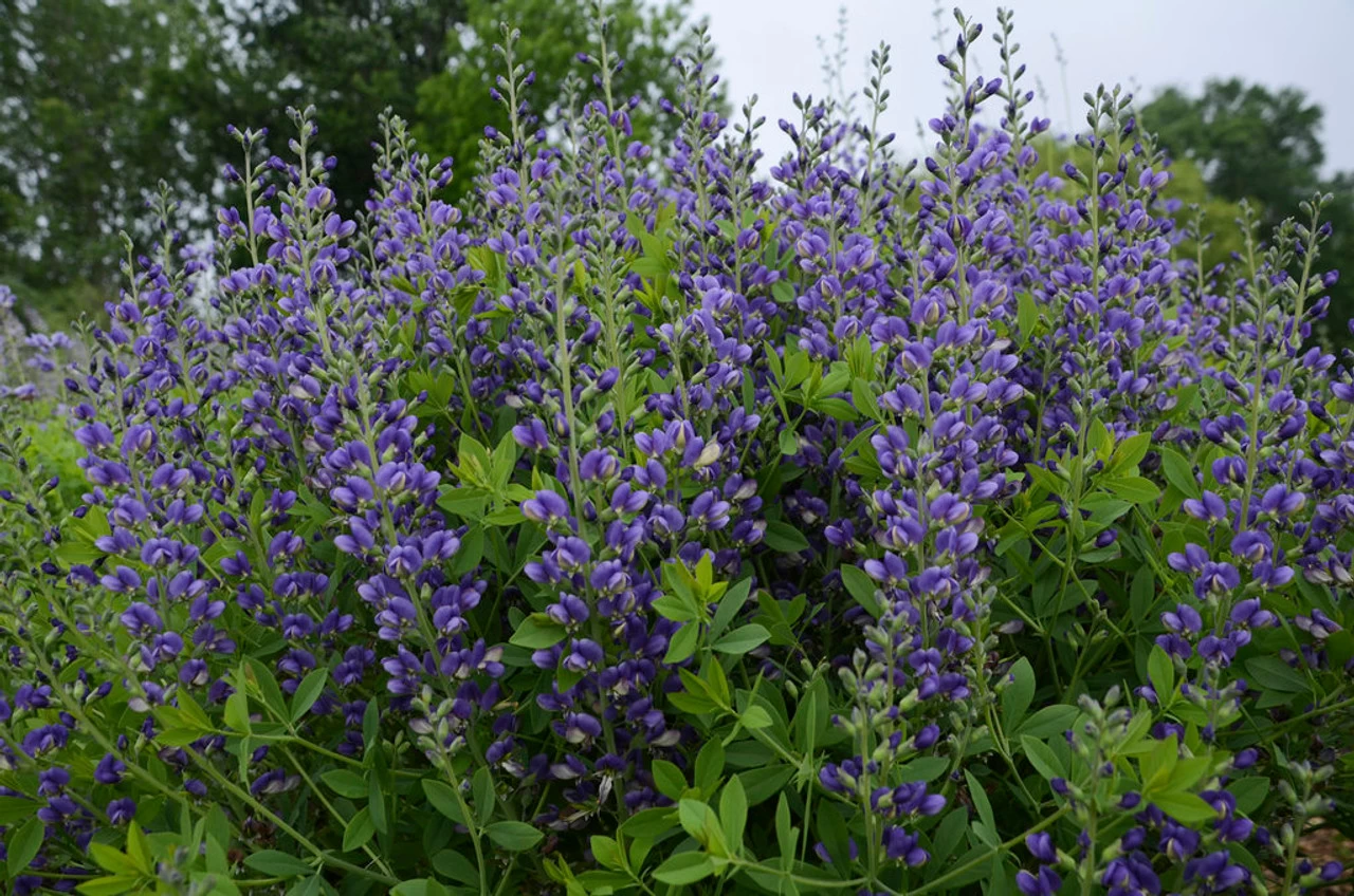Decadence® Blueberry Sundae False Indigo 7 Decadence® Blueberry Sundae False Indigo - Image 5