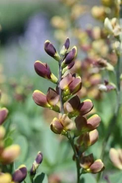 Decadence® Cherries Jubilee False Indigo -Garden Plant Store Decadence Cherries Jubilee False Indigo Blooming Up Close 34937.1551235894