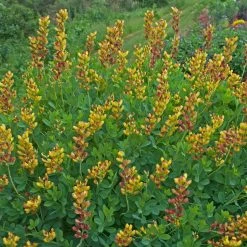 Decadence® Cherries Jubilee False Indigo -Garden Plant Store Decadence Cherries Jubilee False Indigo with Red Yellow Flowers 43149.1551416730