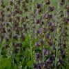 Decadence® Dark Chocolate False Indigo 1 Decadence® Dark Chocolate False Indigo -Garden Plant Store Decadence Dark Chocolate False Indigo with Purple Blooms 88818.1615565288