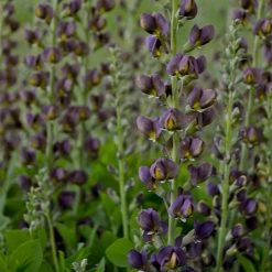 Decadence® Dark Chocolate False Indigo