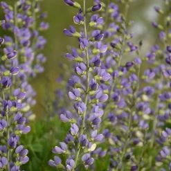 Decadence® Deluxe 'Blue Bubbly' False Indigo