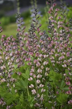 Decadence® Deluxe Pink Truffles False Indigo -Garden Plant Store Decadence Deluxe Pink Truffles False Indigo with Pink Flowers 33289.1551236003