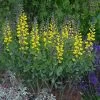 Decadence® Lemon Meringue False Indigo -Garden Plant Store Decadence Lemon Meringue False Indigo in Landscaping 87933.1615565229