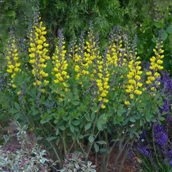 Decadence® Lemon Meringue False Indigo