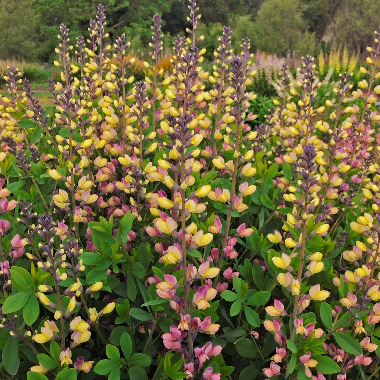 Decadence® Pink Lemonade False Indigo 5 Decadence® Pink Lemonade False Indigo - Image 3