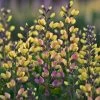 Decadence® Pink Lemonade False Indigo -Garden Plant Store Decadence Pink Lemonade False Indigo with Pink Yellow Flowers 33506.1615565204