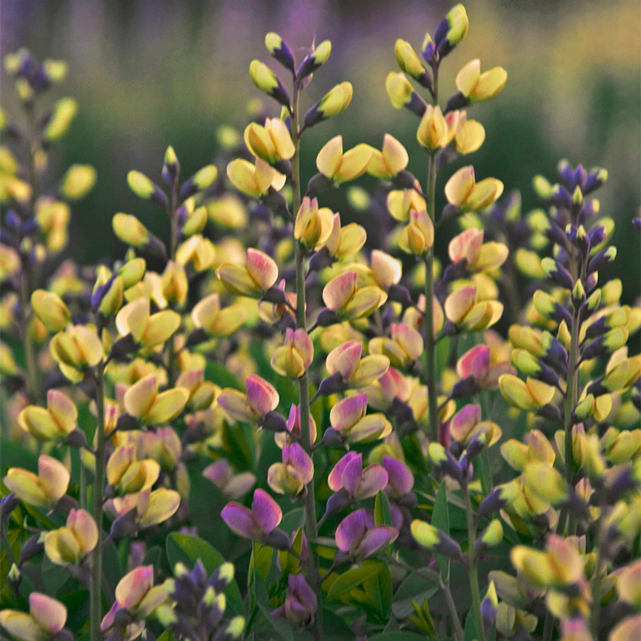 Decadence® Pink Lemonade False Indigo 3 Decadence® Pink Lemonade False Indigo