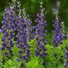 Decadence® Sparkling Sapphires False Indigo -Garden Plant Store Decadence Sparkling Sapphires False Indigo with Purple Flowers 23628.1615565175