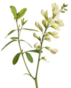 Decadence® Vanilla Cream False Indigo -Garden Plant Store Decadence Vanilla Cream Baptisia White Blooms Up Close 86598.1551236377