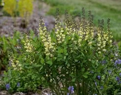 Decadence® Vanilla Cream False Indigo -Garden Plant Store Decadence Vanilla Cream False Indigo in Landscaping 1 00536.1551416733