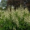 Decadence® Vanilla Cream False Indigo 1 Decadence® Vanilla Cream False Indigo -Garden Plant Store Decadence Vanilla Cream False Indigo in Landscaping 82228.1615565108