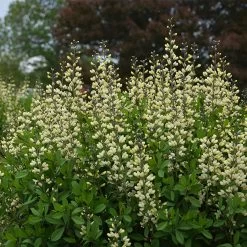 Decadence® Vanilla Cream False Indigo