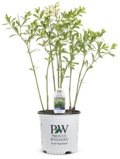 Decadence® Vanilla Cream False Indigo -Garden Plant Store Decadence Vanilla Cream False Indigo in Proven Winners Pot 88607.1551236385