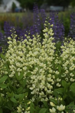 Decadence® Vanilla Cream False Indigo -Garden Plant Store Decadence Vanilla Cream False Indigo with White Blooms 16243.1551236380