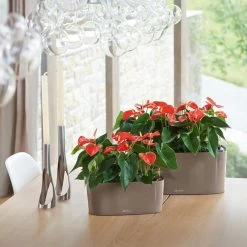 LECHUZA Delta Rectangular Planter