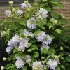 Diamond Ball Clematis Vine -Garden Plant Store Diamond Ball Clematis Vine Climbing 55868.1615565045