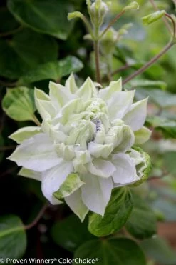 Diamond Ball Clematis Vine -Garden Plant Store Diamond Ball Clematis Vine White Bloom Up Close 29822.1551236651