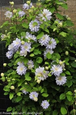 Diamond Ball Clematis Vine -Garden Plant Store Diamond Ball Clematis Vine in Landscaping 1 08159.1551416734