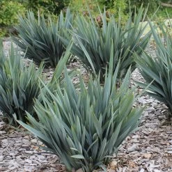 Dianella Clarity Blue