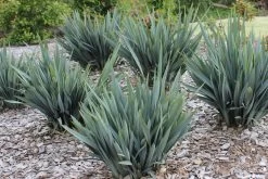 Dianella Clarity Blue -Garden Plant Store Dianella Clarity Blue Landscaping 06897.1500243155