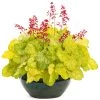 Dolce® Appletini Coral Bells -Garden Plant Store Dolce Appletini Coral Bells In Pot 97915.1615565403