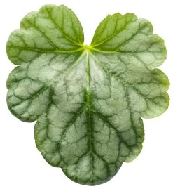 Dolce® Appletini Coral Bells -Garden Plant Store Dolce Appletini Coral Bells Leaf 19115.1551416731