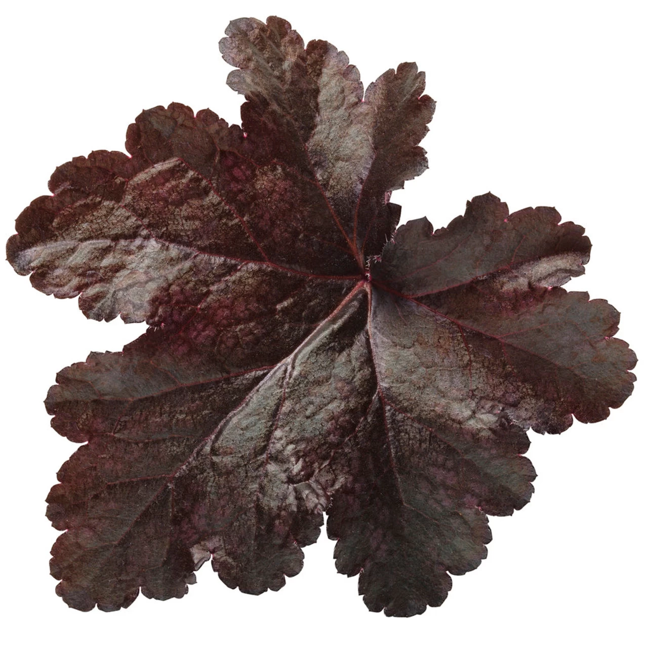 Primo® Black Pearl Coral Bells 4 Primo® Black Pearl Coral Bells - Image 2