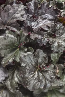 Primo® Black Pearl Coral Bells 13 Primo® Black Pearl Coral Bells -Garden Plant Store Dolce Black Pearl Heuchera Foliage 26703.1615318224