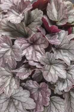 Dolce® Silver Gumdrop Coral Bells -Garden Plant Store Dolce Silver Gumdrop Coral Bells Foliage 1 72274.1551416730