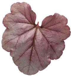 Dolce® Silver Gumdrop Coral Bells -Garden Plant Store Dolce Silver Gumdrop Heuchera Leaf 76137.1551416730