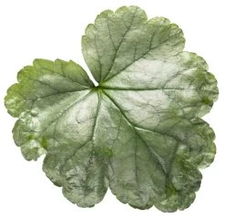 Dolce® Spearmint Coral Bells -Garden Plant Store Dolce Spearmint Coral Bells Leaf 00382.1551416732