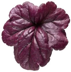 Dolce® Wildberry Coral Bells -Garden Plant Store Dolce Wildberry Coral Bells Purple Leaf 48077.1551416733