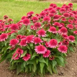 Double Coded™ Raspberry Beret Coneflower -Garden Plant Store Double Coded Raspberry Beret Coneflower in the Yard 82307.1674834985